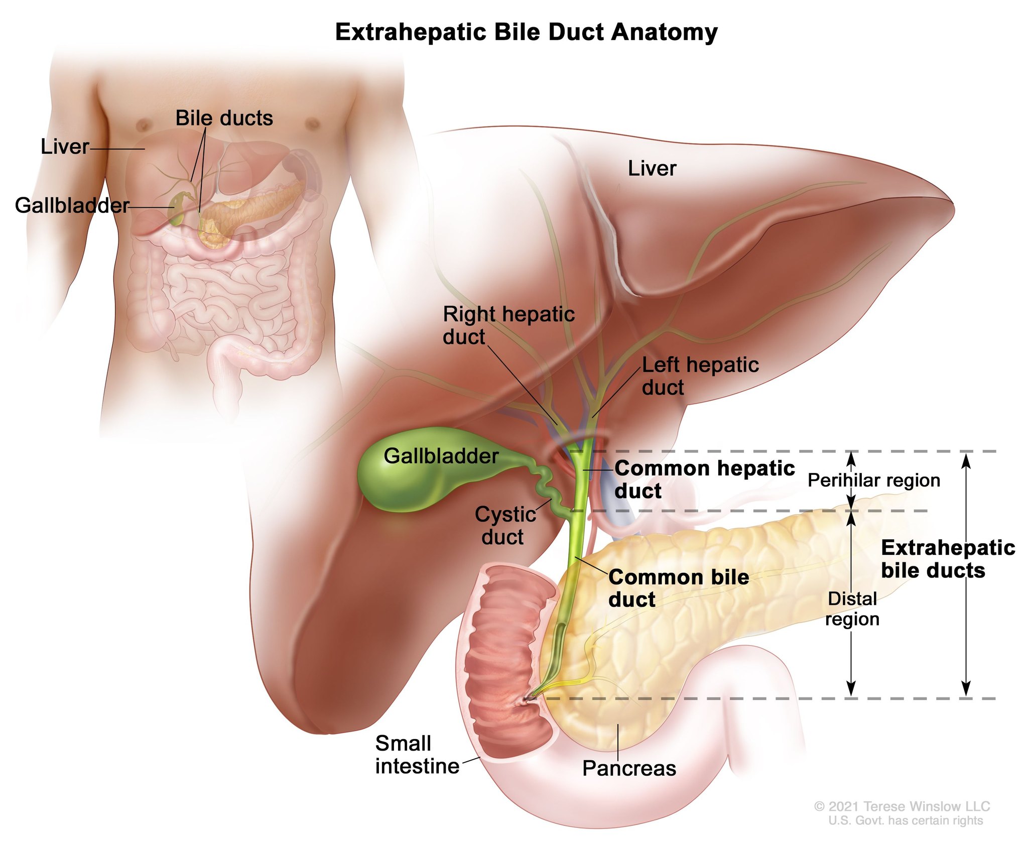 Bile duct anatomy